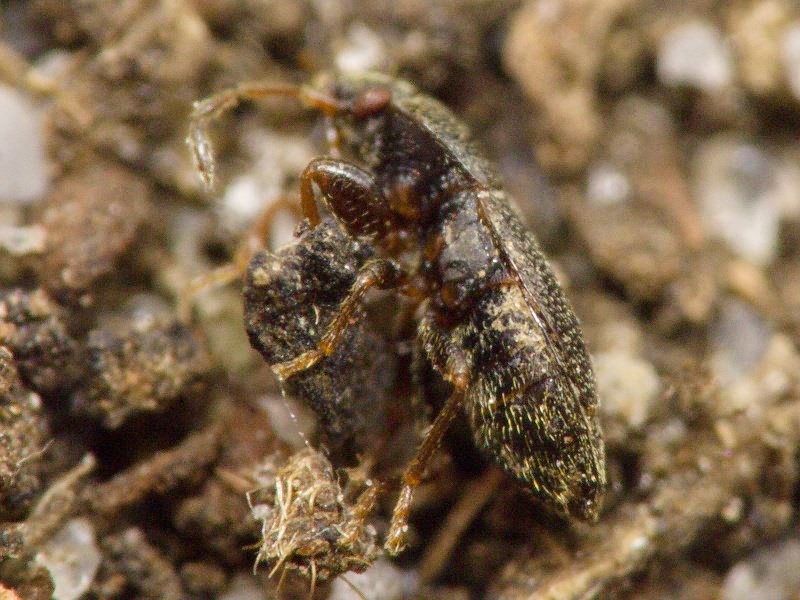 Plinthisus pusillus (Scholtz, 1847)